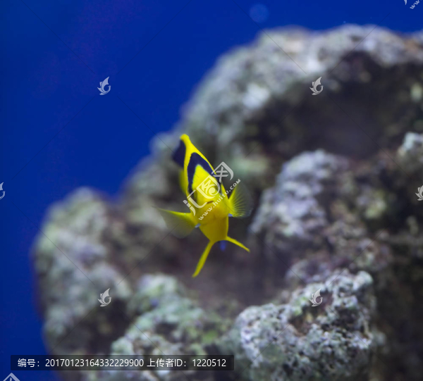 海洋水族魚缸