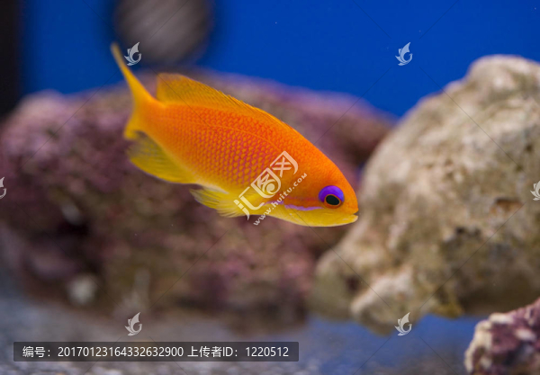 海洋水族魚缸