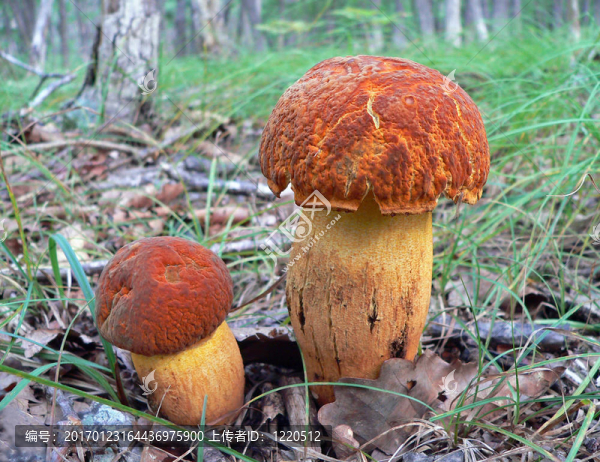 蘑菇（leccinium,extremiorientale）