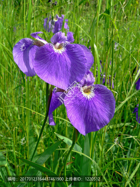 Flowers,of,Iris（燕子花）4