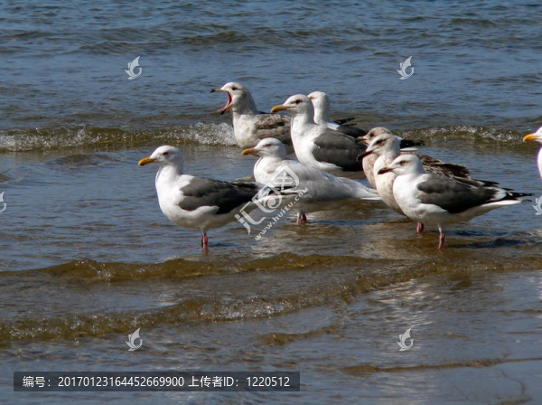 灰背鷗（Larus,schistisagus）1
