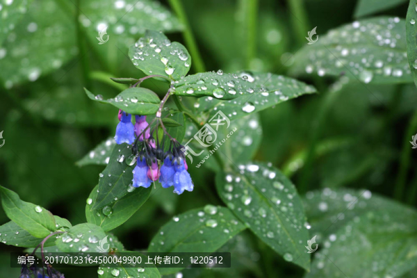 藍(lán)色的鐘聲