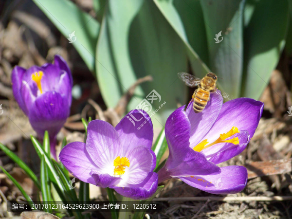 蜜蜂飛
