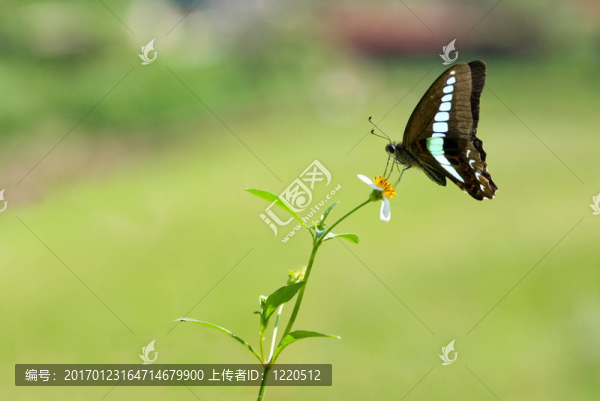 燕子蝴蝶