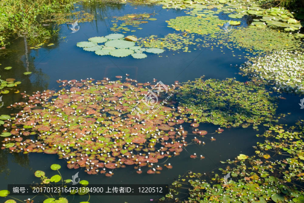 花園里的豐富的池塘