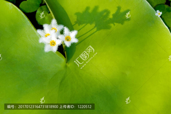 水Snowflake