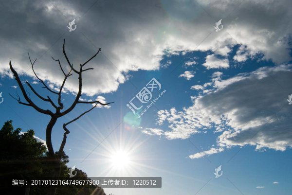 云；陽光和光禿禿的樹