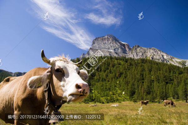 阿爾卑斯山區(qū)牧場韋利亞