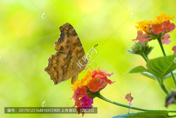 黃色足蝴蝶