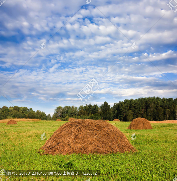 在田野里的干草；一個(gè)藍(lán)色的多云的天空