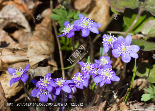 藍(lán)色的春天的花朵