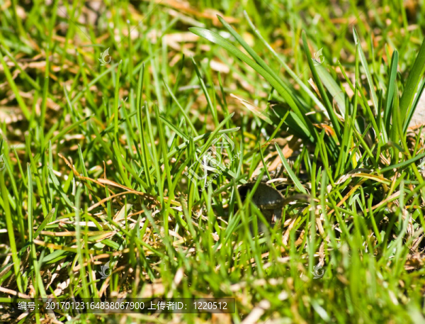 年輕的春草-匯圖網(wǎng) www.fosd68.com 年輕的春草