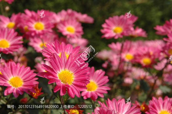 關(guān)閉了粉紅色的菊花