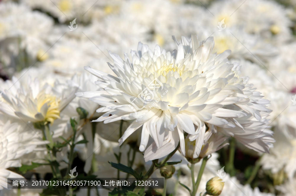 白菊花