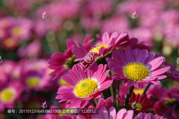 關(guān)閉了粉紅色的菊花