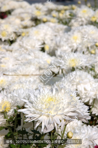 白菊花