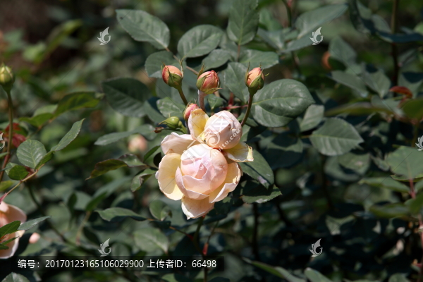 玫瑰花