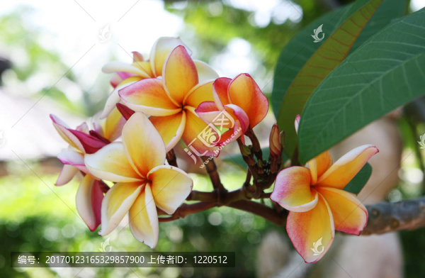 雞蛋花