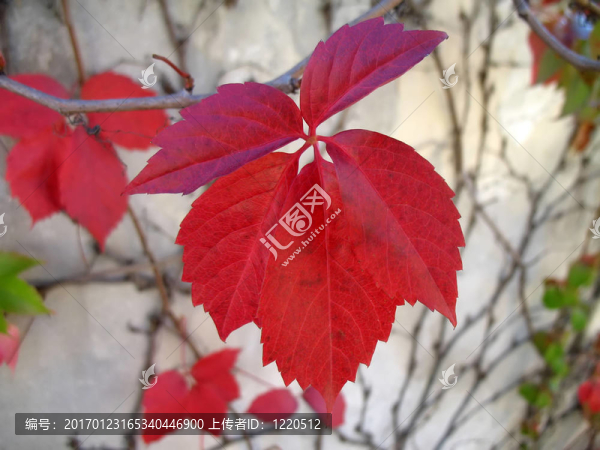 紅色的葉子