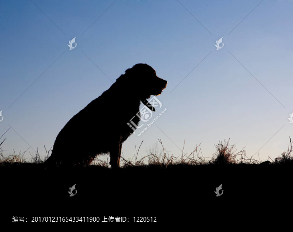 狗的剪影