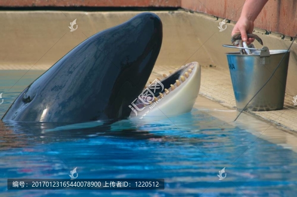 逆戟鯨