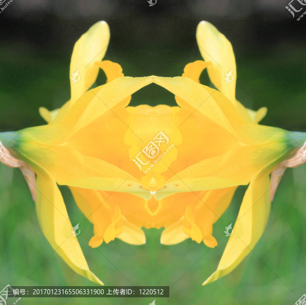 黃花摘要