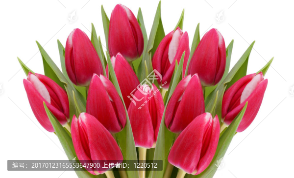 大束郁金香。