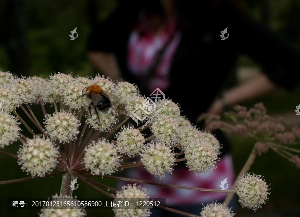 大黃蜂
