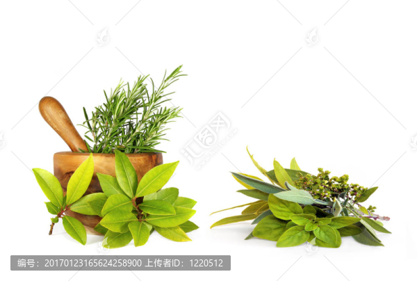草本植物的葉子
