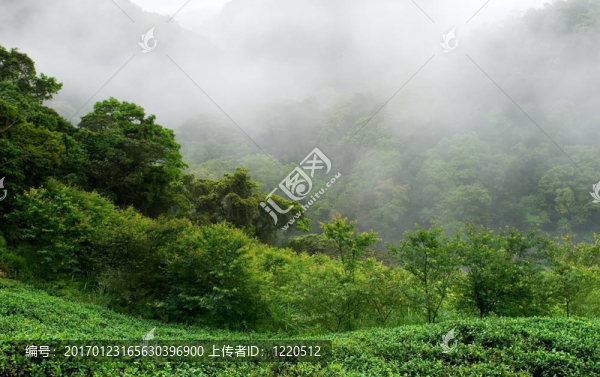 有霧的綠色清新茶園