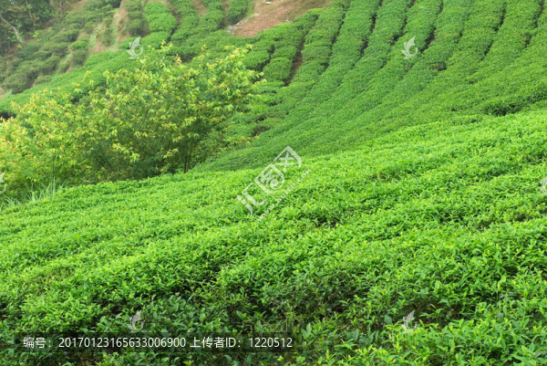 綠茶鮮葉
