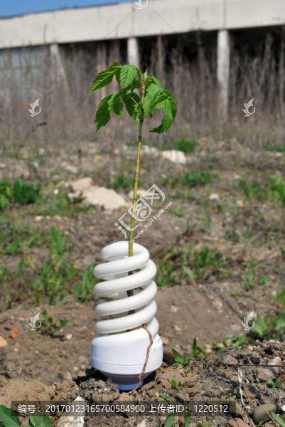 帶有樹(shù)的生態(tài)燈泡-匯圖網(wǎng) www.fosd68.com 帶有樹(shù)的生態(tài)燈泡