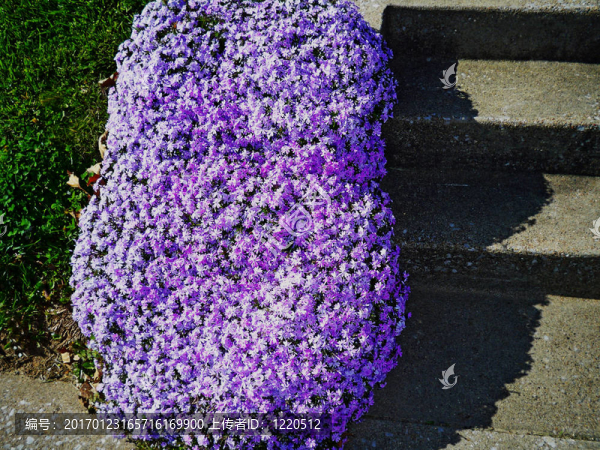 蔓延福祿考-匯圖網(wǎng) www.fosd68.com 蔓延福祿考