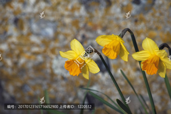 三朵水仙花對(duì)火石的石頭墻