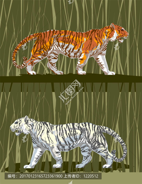 tiger_001