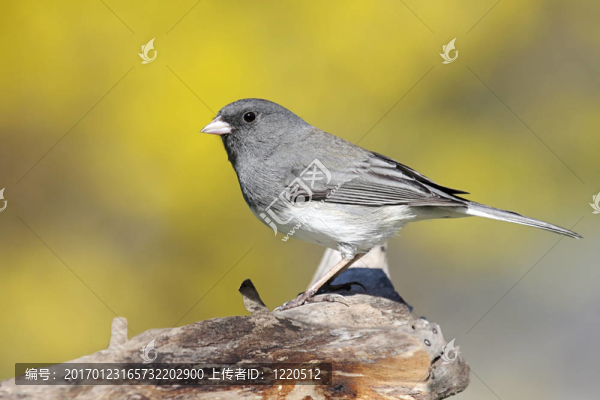 在施普靈河的一個樹樁Junco