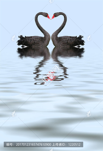 兩個浪漫的黑天鵝