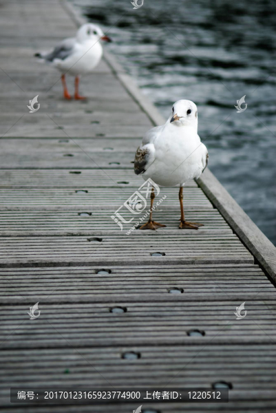 天橋上的海鷗-匯圖網(wǎng) www.fosd68.com 天橋上的海鷗