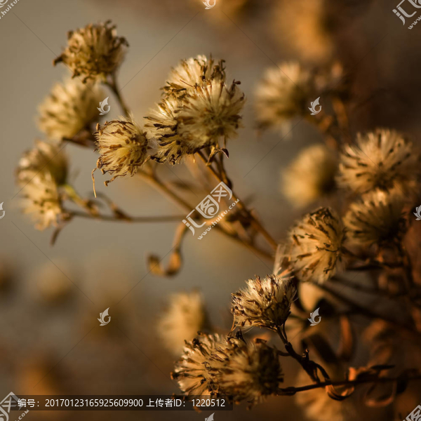 的干燥花蕾