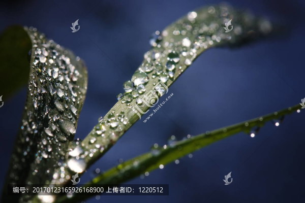 水滴草