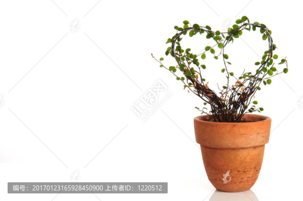 blumenherz-匯圖網(wǎng) www.fosd68.com blumenherz