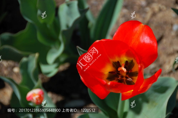 陽光燦爛的紅色郁金香