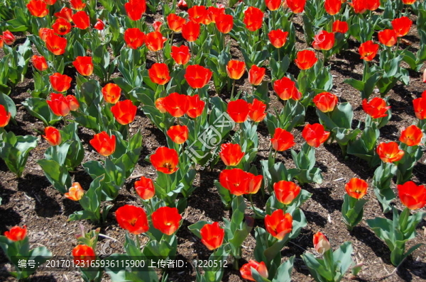 紅色的郁金香花園