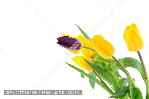 一束郁金香