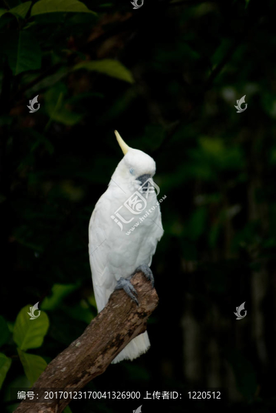 黃金頂white,Parrot