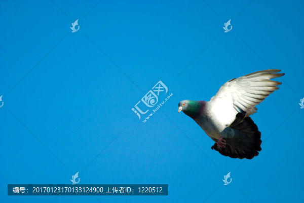 野生的鴿子