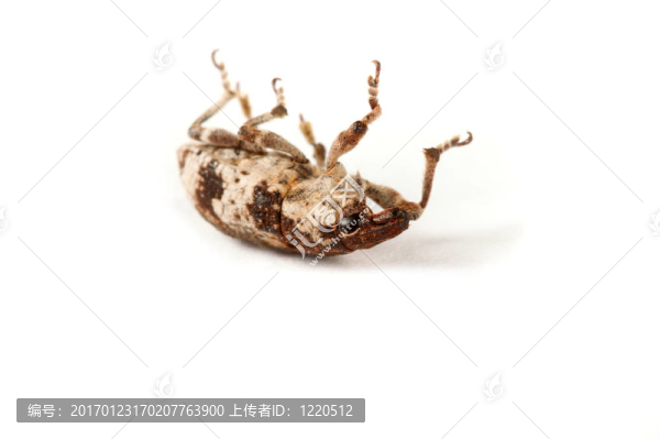 象甲