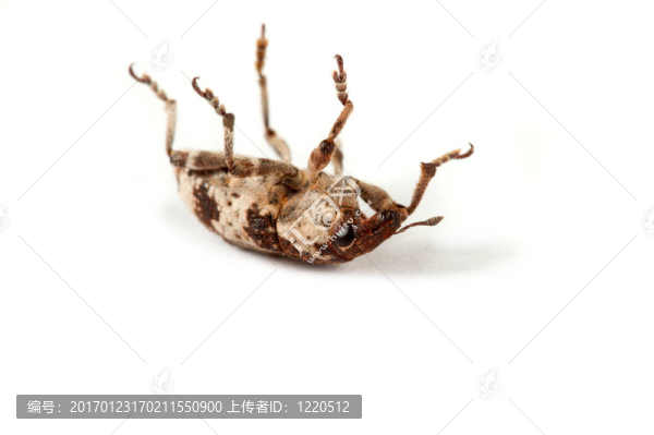 象甲