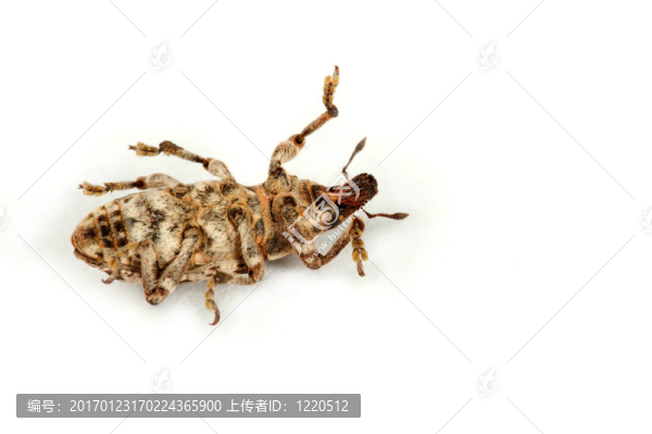 象甲
