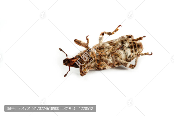 象甲